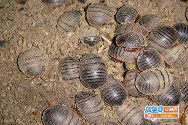 农大2号杂交金土元加盟