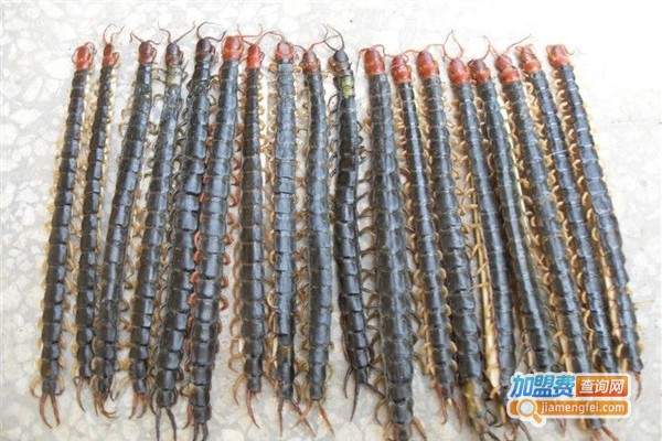 华中药蜈蚣加盟