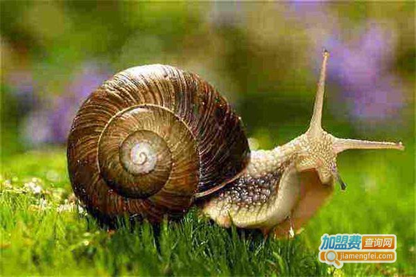 圣农一号白玉蜗牛加盟费