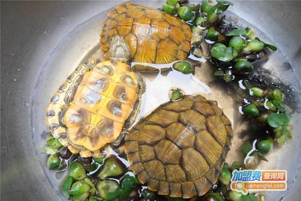 神农九号养殖加盟