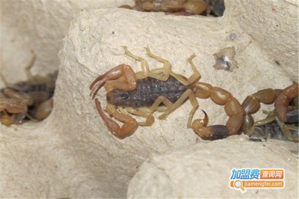 晨丰8号金蝎加盟费