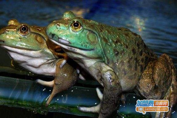 恒宝牛蛙养殖加盟