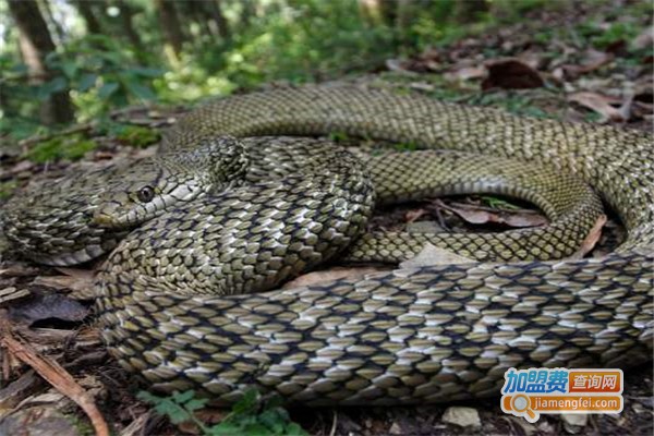 华中九号养殖加盟费