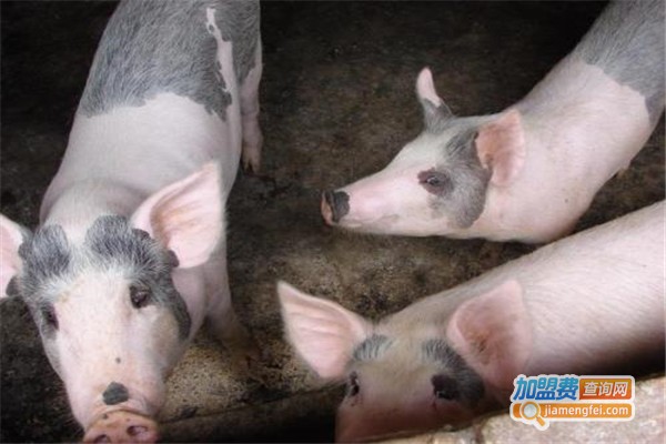 善民养殖加盟费