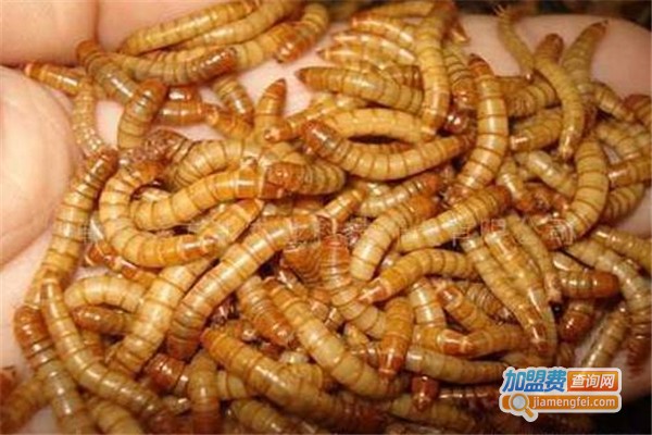 长江超级黄粉虫加盟费