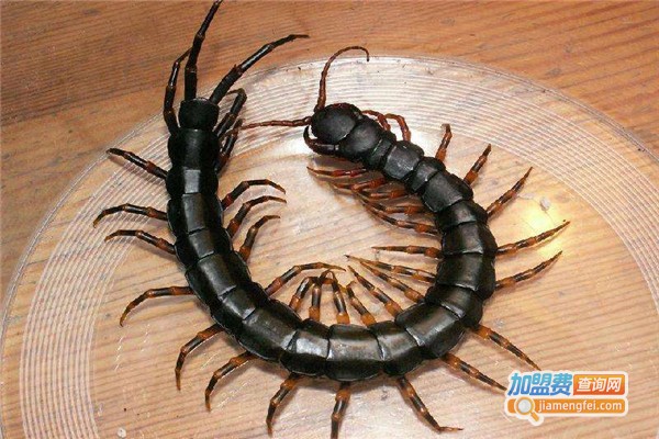 富农八号蜈蚣加盟费