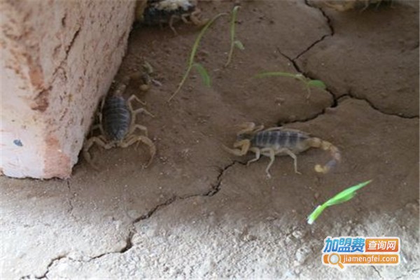 飞耀金蝎加盟费