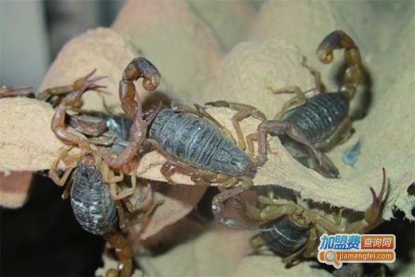 众生金蝎养殖加盟