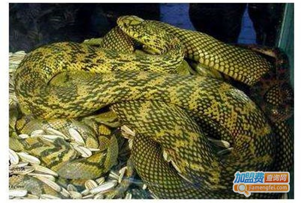 华中九号养殖加盟费