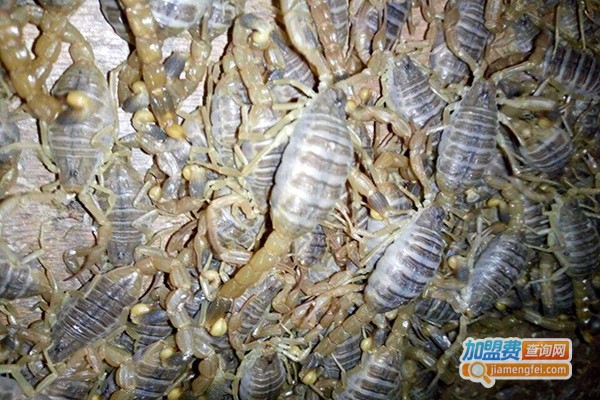 南江蝎子养殖加盟门店