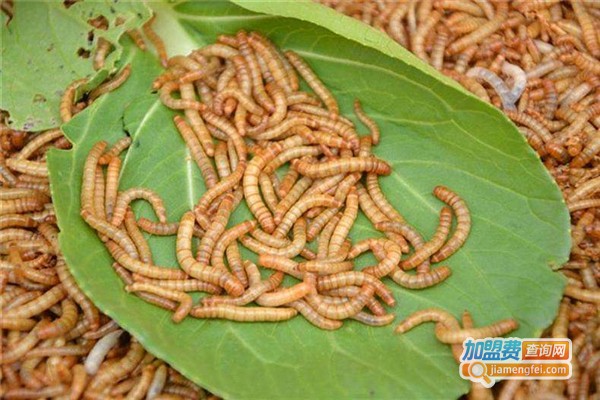 黄金七号黄粉虫养殖加盟费