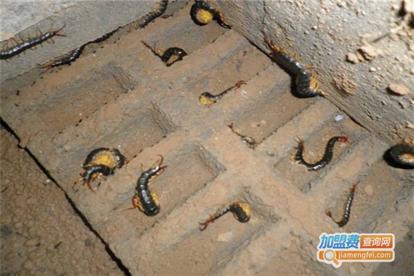 鑫勇蜈蚣养殖场加盟费