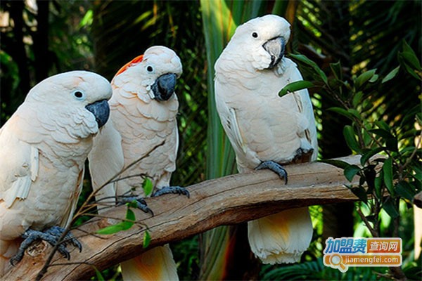 萌巢动物乐园加盟费