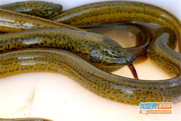 农丰高新黄鳝加盟费