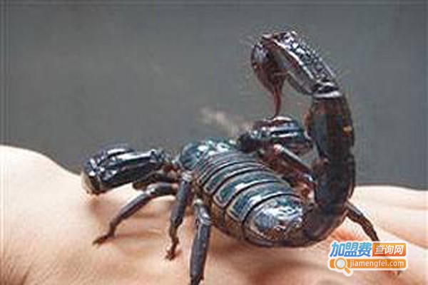 隆平蝎王养殖加盟费