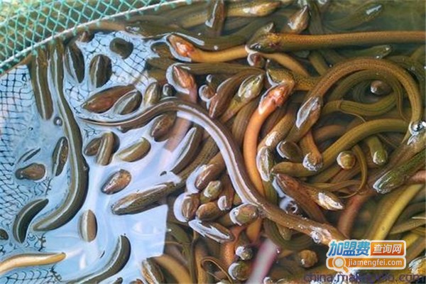 农丰高新黄鳝加盟费