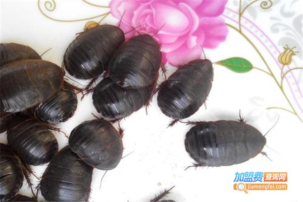 中美杂交10号土元加盟费