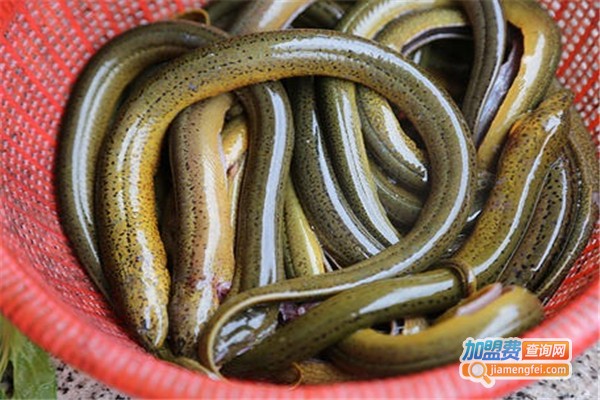 农丰高新黄鳝加盟费