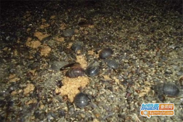 中美杂交10号土元加盟