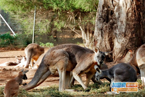 萌巢动物乐园加盟费