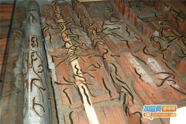 华中金头蜈蚣养殖加盟费