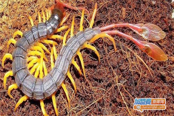 华中金头蜈蚣养殖加盟费