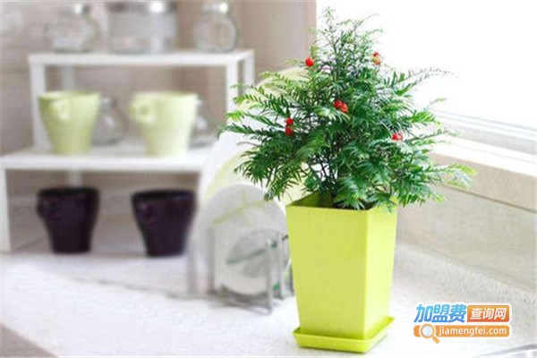 红豆杉盆景加盟费