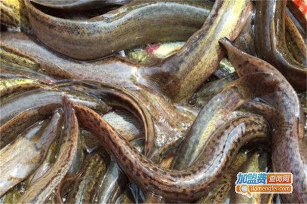 卧龙9号泥鳅养殖加盟费