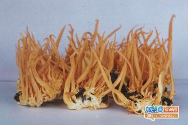 长源中华金虫草加盟门店