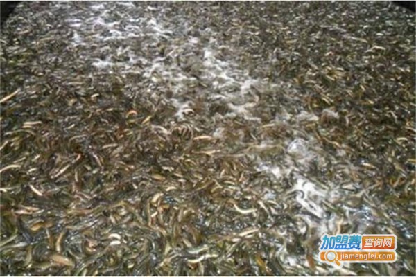 卧龙9号泥鳅养殖加盟费