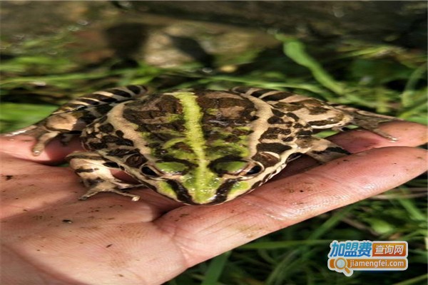 海纳百川美蛙加盟费