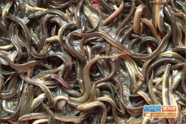 民安泰泥鳅养殖加盟费