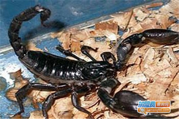 华科药蝎养殖加盟费