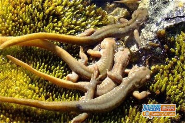 富硒大鲵室内立体养殖加盟费