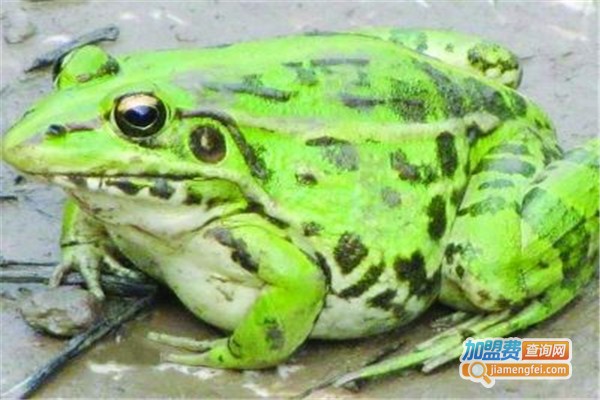 科农8号黑斑蛙加盟费