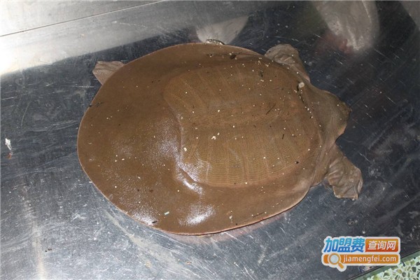 药鳖九号土元加盟费