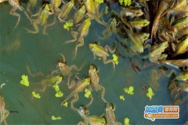 瑞和园青蛙养殖加盟费