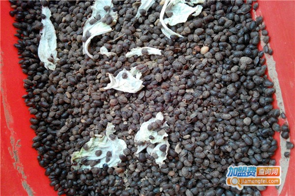 华夏杂交土元加盟