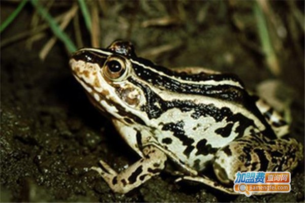 科农8号黑斑蛙加盟费