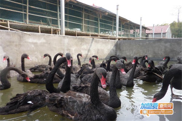 富农八号养殖加盟费