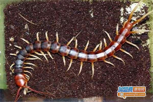 华夏八号蜈蚣加盟费