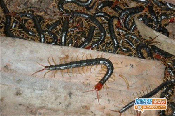 万农蜈蚣加盟费