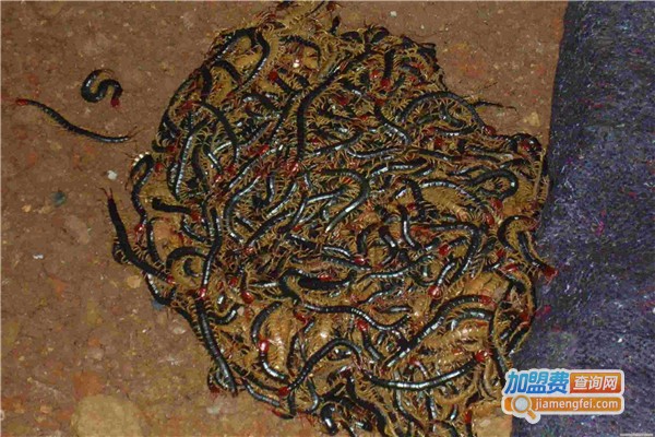 万农蜈蚣加盟费