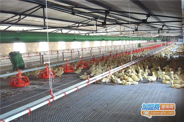 金龙全蝎养殖加盟费