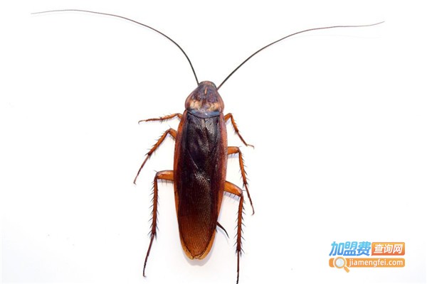 力群牌电子灭蟑器加盟费