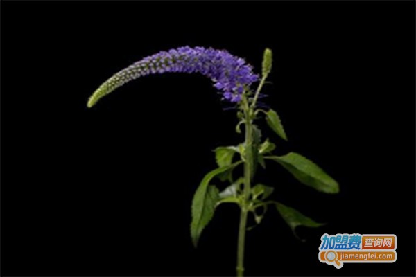 格雷斯多功能植物燃气炉加盟费