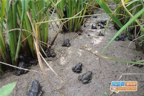 海纳百川美蛙加盟费