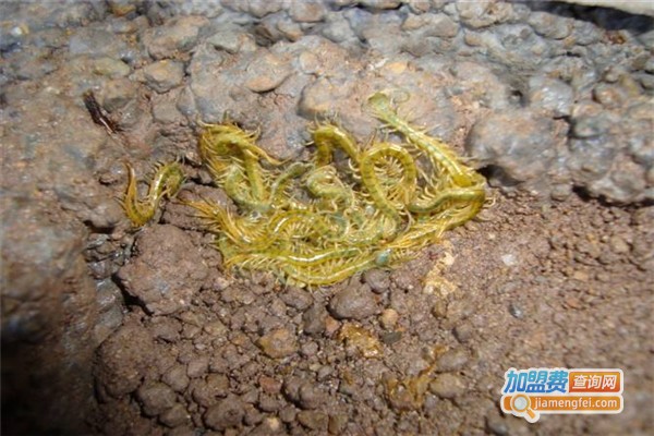 天龙一号蜈蚣加盟费