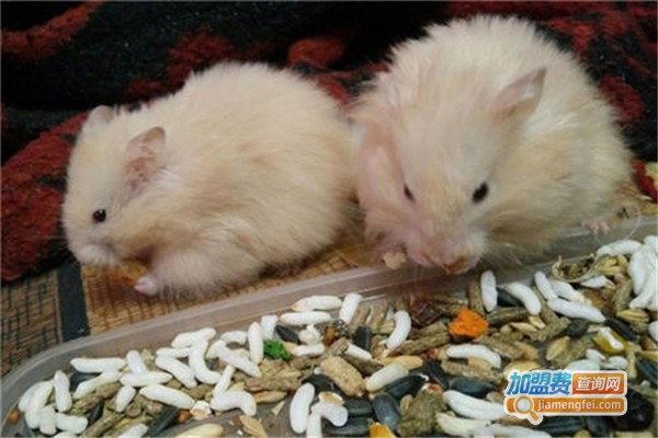 中华一号小白鼠加盟费