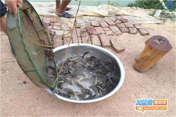 益辰泥鳅养殖加盟